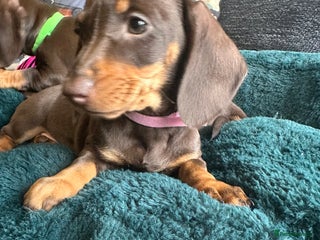 Miniature Dachshund dogs - Advert 4