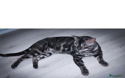 Bengal cats for sale: Rare Bengal babies - Image 32