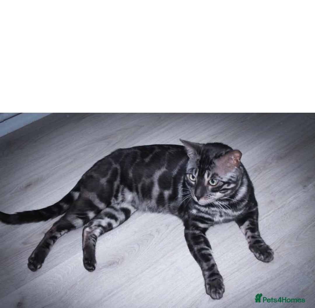 Bengal cats for sale: Rare Bengal babies - Image 32