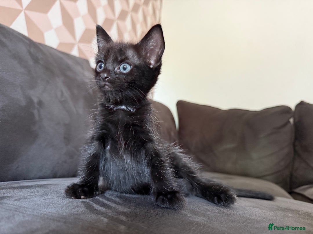 Bengal cats for sale: Kittens - Image 18