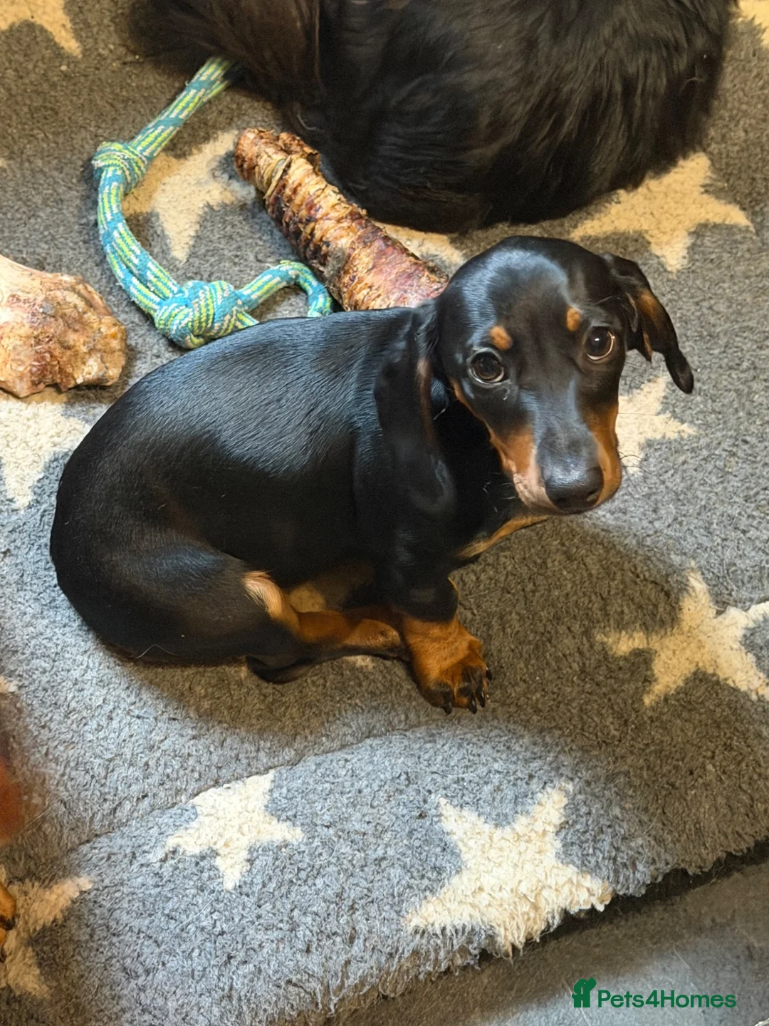 Miniature Dachshund dogs for sale: Miniature dachshund  - Advert 27