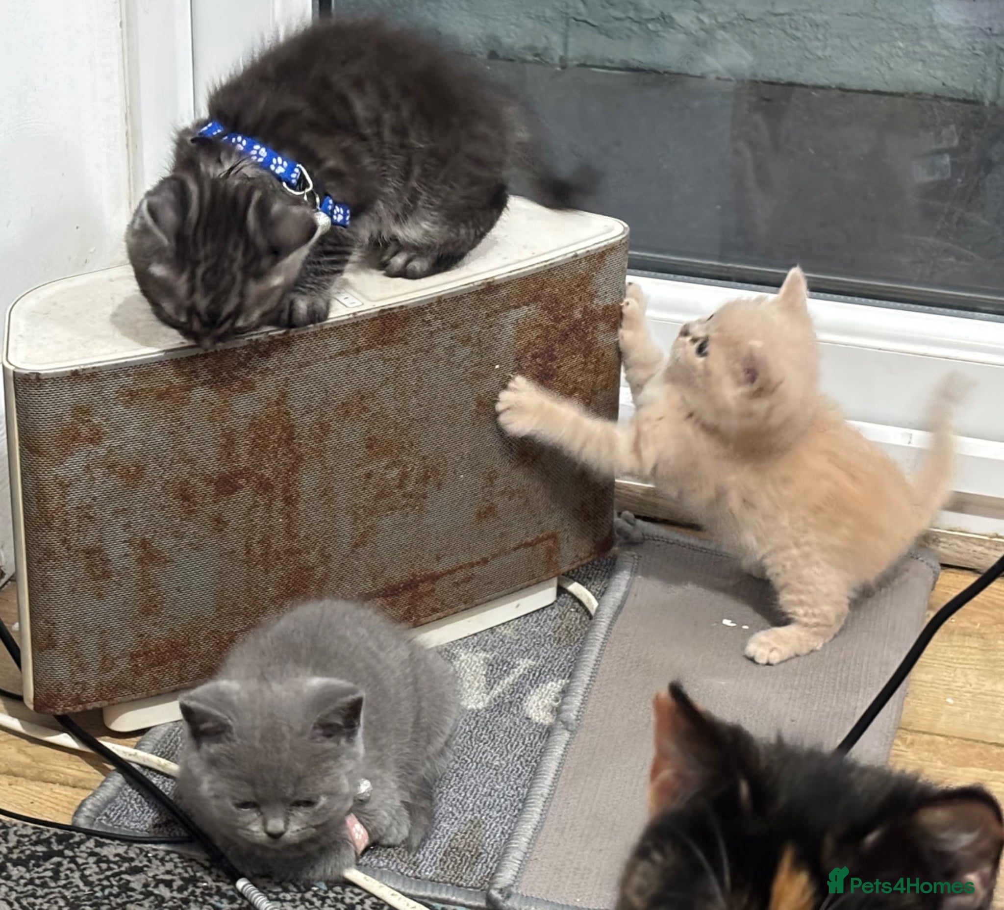 British Shorthair cats for sale: 1 beautiful British Blue - Advert 18