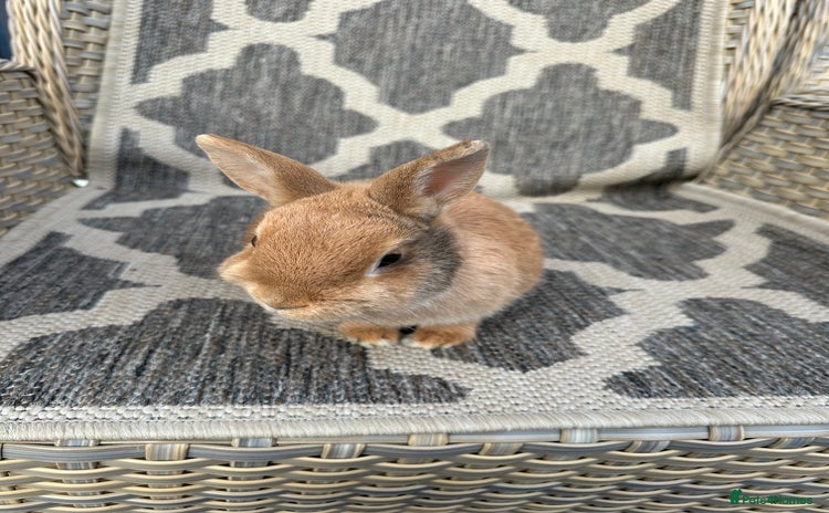 Netherland Dwarf rabbits - Advert 12