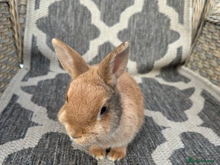 Netherland Dwarf rabbits for sale - Advert 1