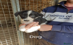 Border Collie dogs for sale: Beautiful border collie puppies  - Image 3
