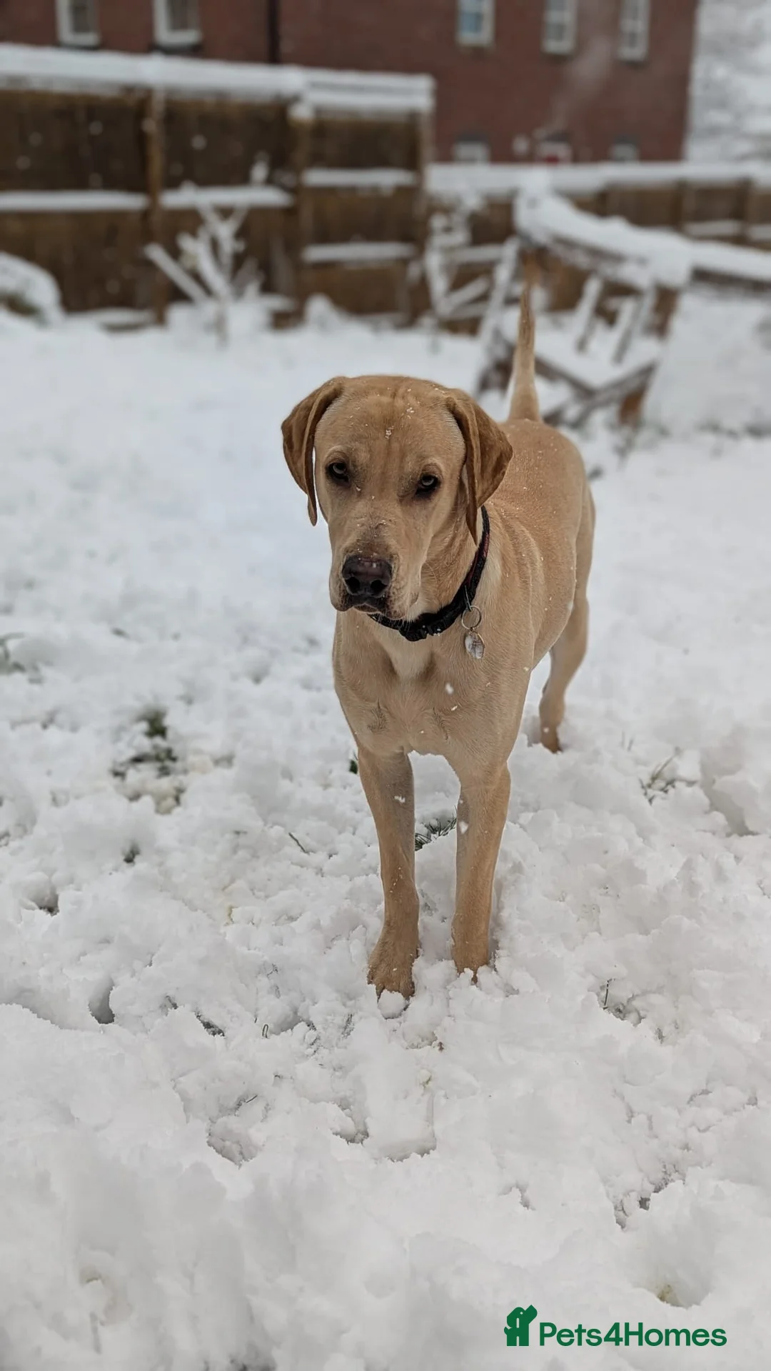Mixed Breed dogs for sale: Loving, velcro Labrador cross boy seeks cuddles - Advert 2