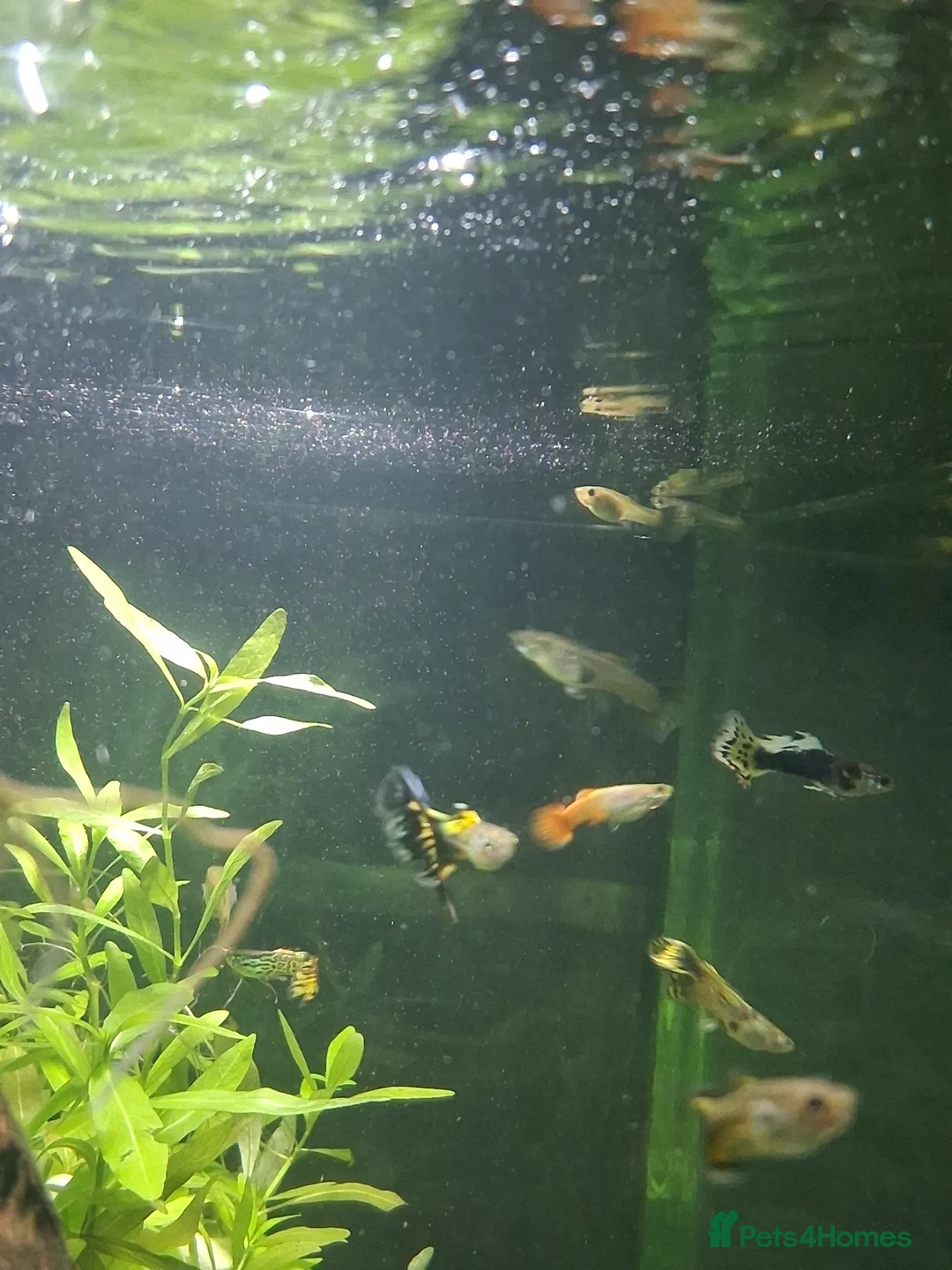 Live Bearers fish for sale: Stunning Home-Bred Fancy Guppies - WS10 Wednesbury - Advert 5