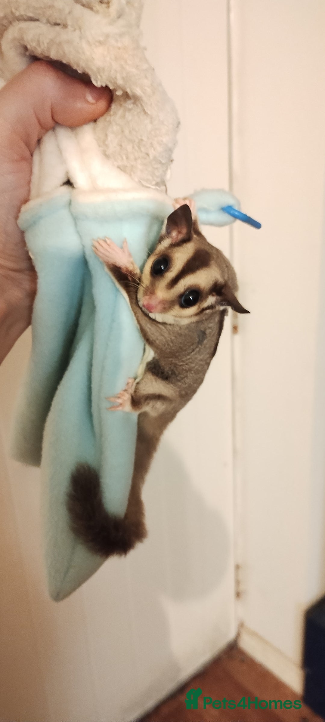 Sugar Glider rodents for sale: Sugar glider, female, 12 weeks. - Advert 5