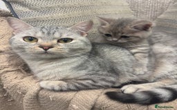 British Shorthair cats for sale: Cute British Short Haired Baby Kittens 🐈‍⬛  - Advert 1