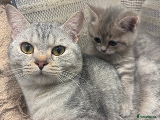 British Shorthair cats Cute British Short Haired Baby Kittens 🐈⬛ - Advert 3