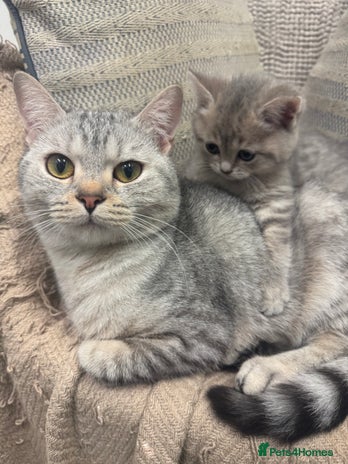 British Shorthair cats Cute British Short Haired Baby Kittens 🐈⬛ - Advert 1