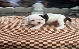 Old Tyme Bulldog dogs for sale: Old Tyme Bulldog Puppies - Both Parents Our Pets - Image 5