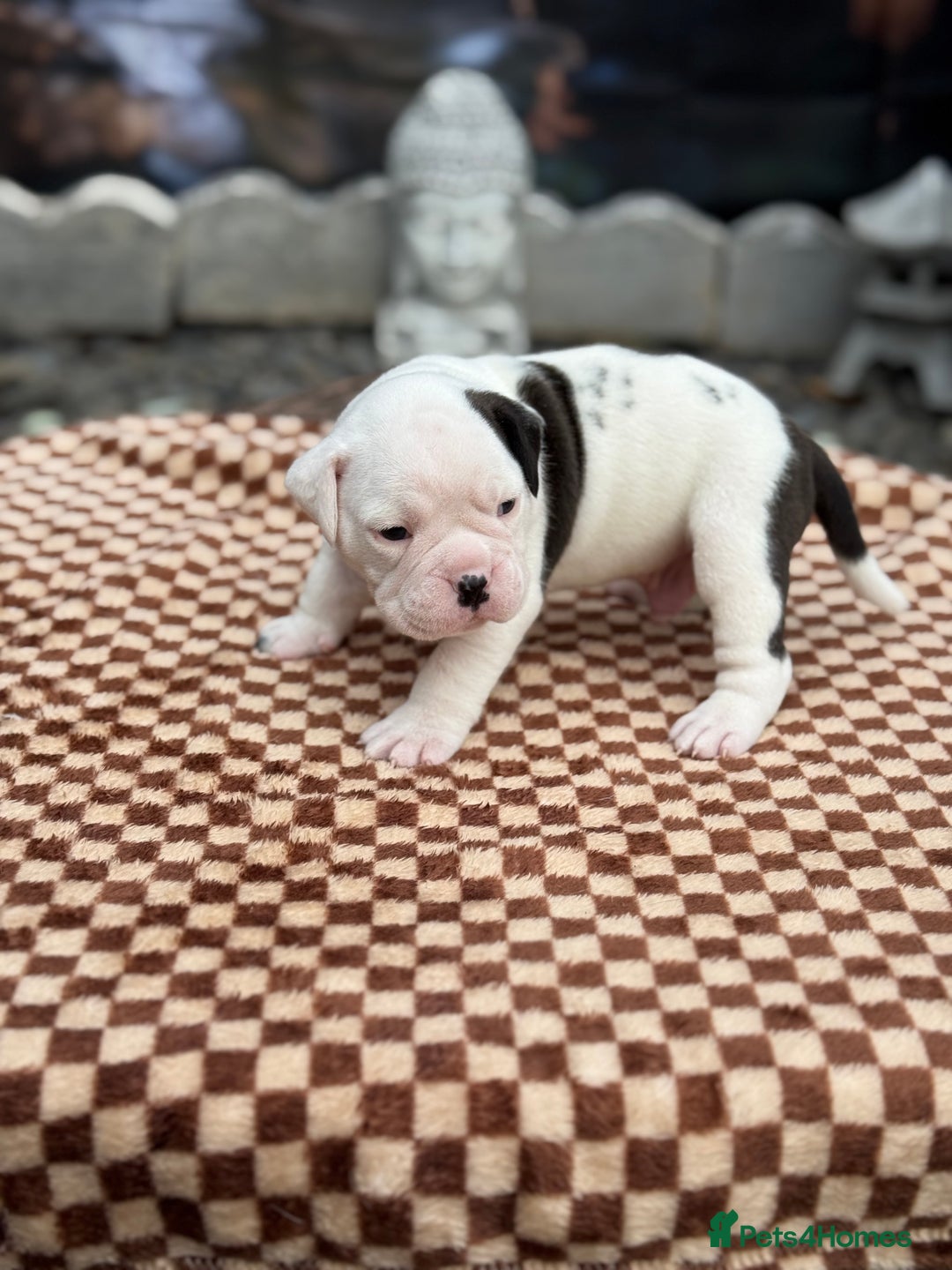 Old Tyme Bulldog dogs for sale: Old Tyme Bulldog Puppies - Both Parents Our Pets - Image 5