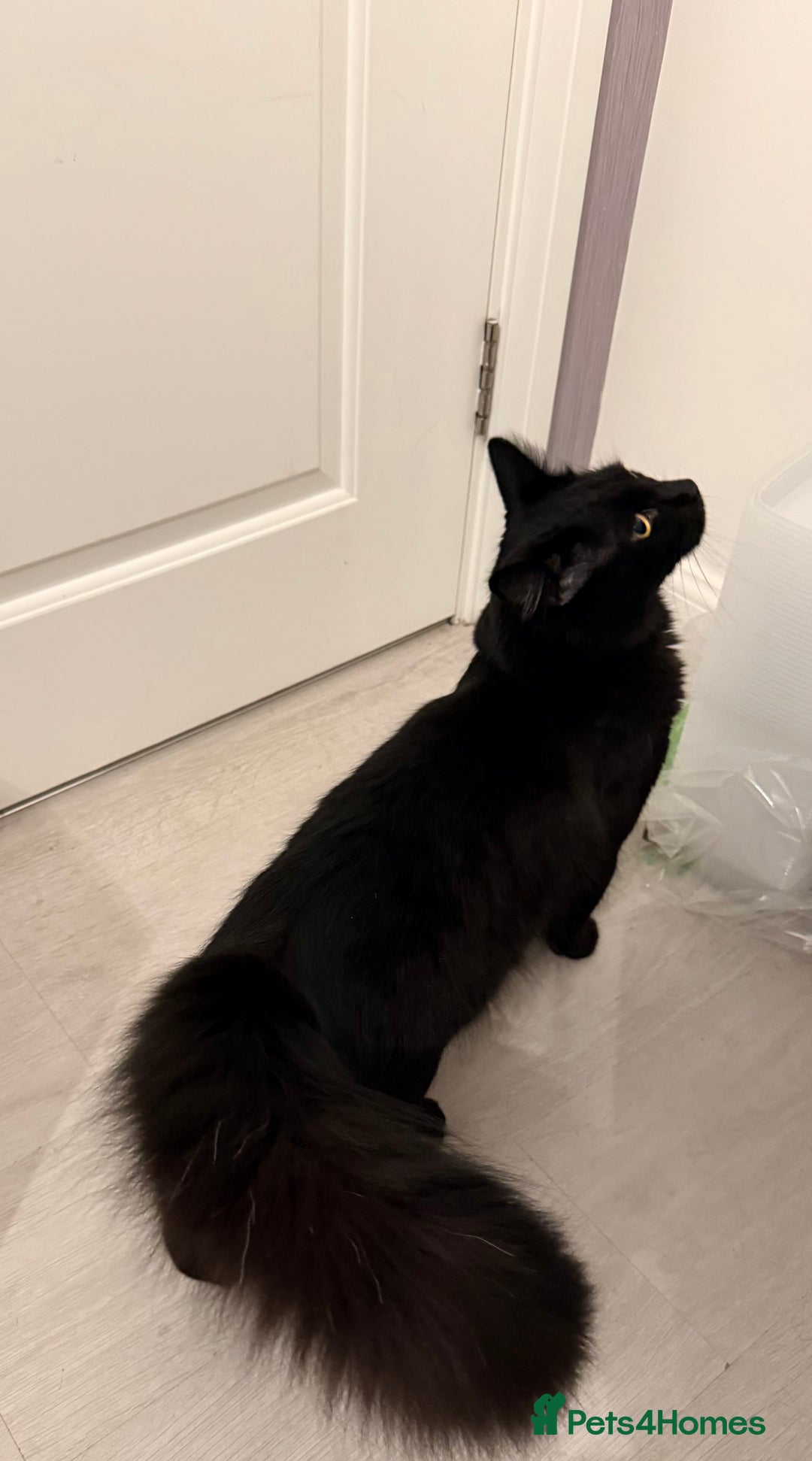 Maine Coon cats for sale: 10 Month old Kitten - Maine Coon - Image 6