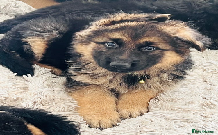 German Shepherd dogs - Advert 2