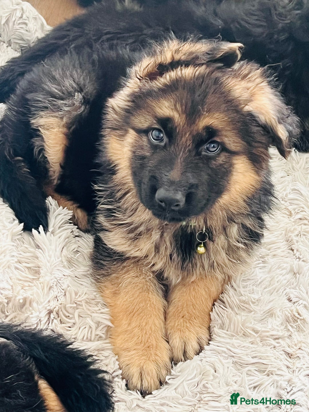 German Shepherd dogs for sale: 🌟READY🌟- KC registered Long Haired GSD pups♥️ - Image 5