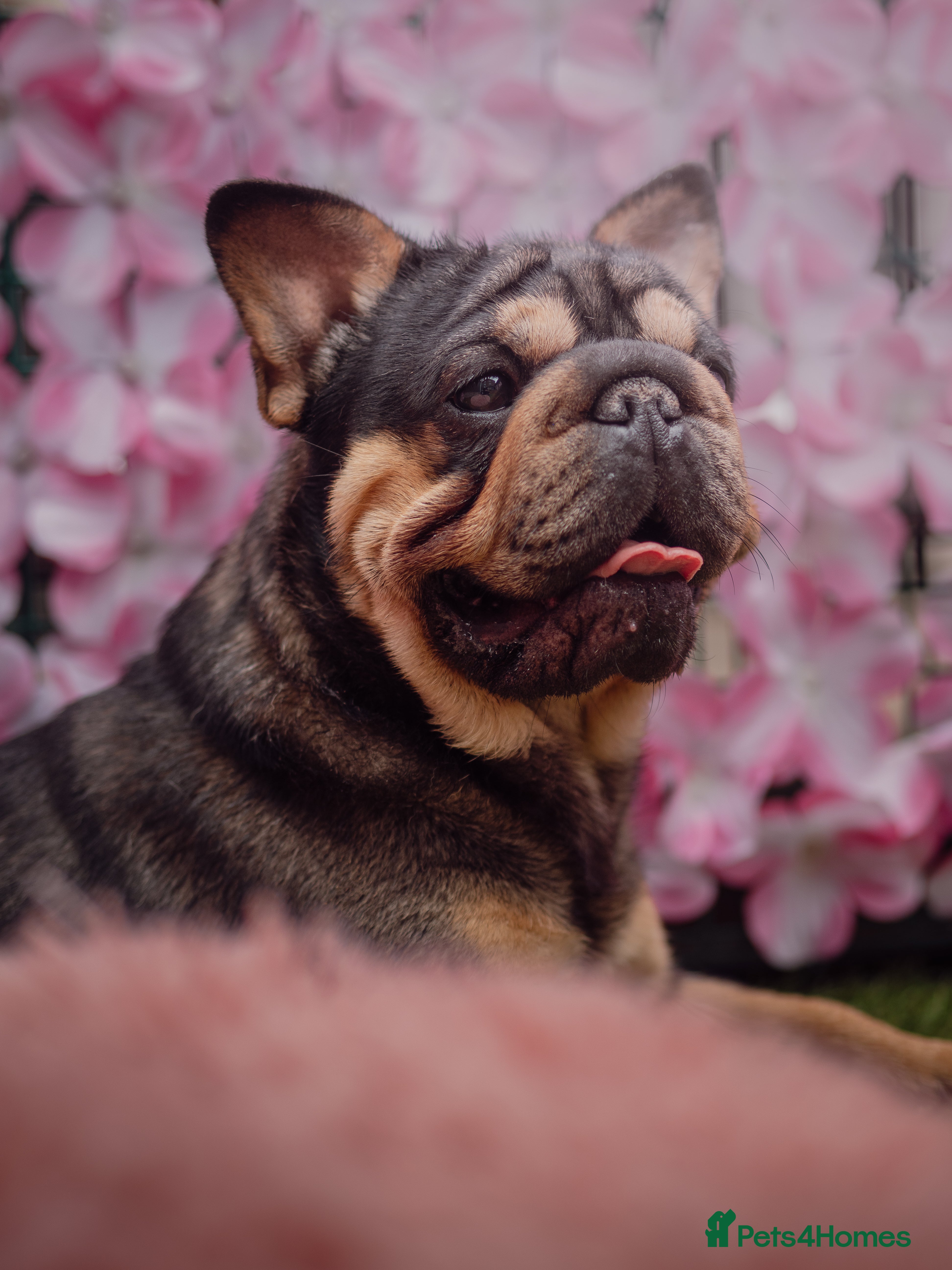 French Bulldog dogs VELVET VADA LOOKING FOR THE LADIES 🤩 in Burton-on-Trent - Advert 10