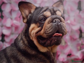 French Bulldog dogs - Advert 10