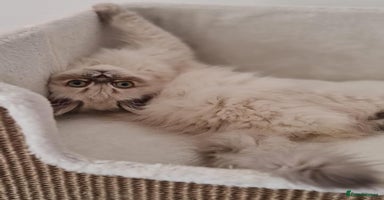 Persian cats - Advert 13