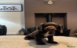 Cocker Spaniel dogs for sale: KC registered working cocker pup - Image 2