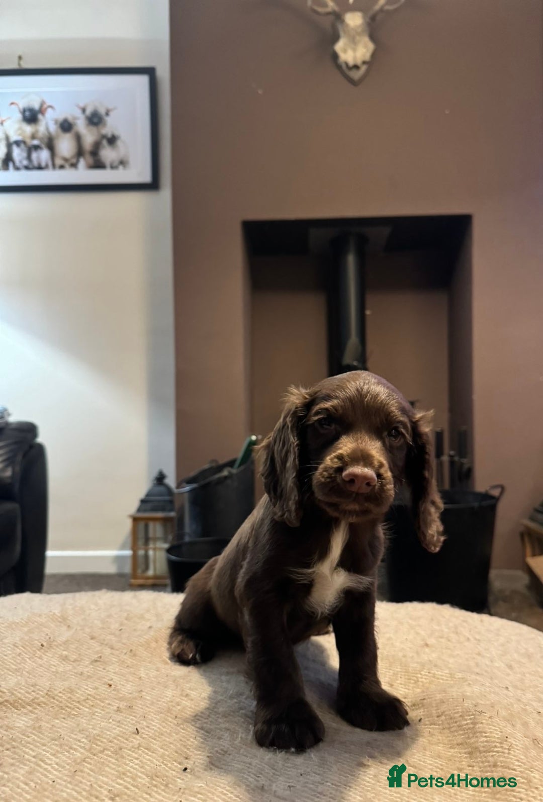 Cocker Spaniel dogs for sale: KC registered working cocker pup - Image 2