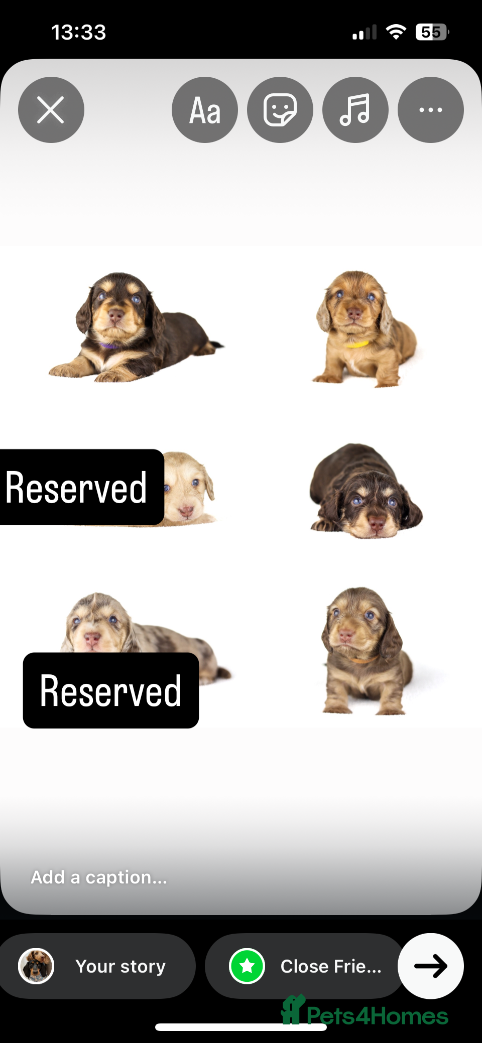 Miniature Dachshund dogs Long haired mini daschunds  - Advert 16