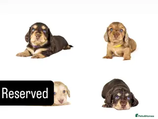 Miniature Dachshund dogs Long haired mini daschunds - Advert 16