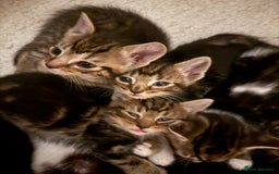 Mixed Breed cats for sale: 5 beautiful kittens for sale - Image 2