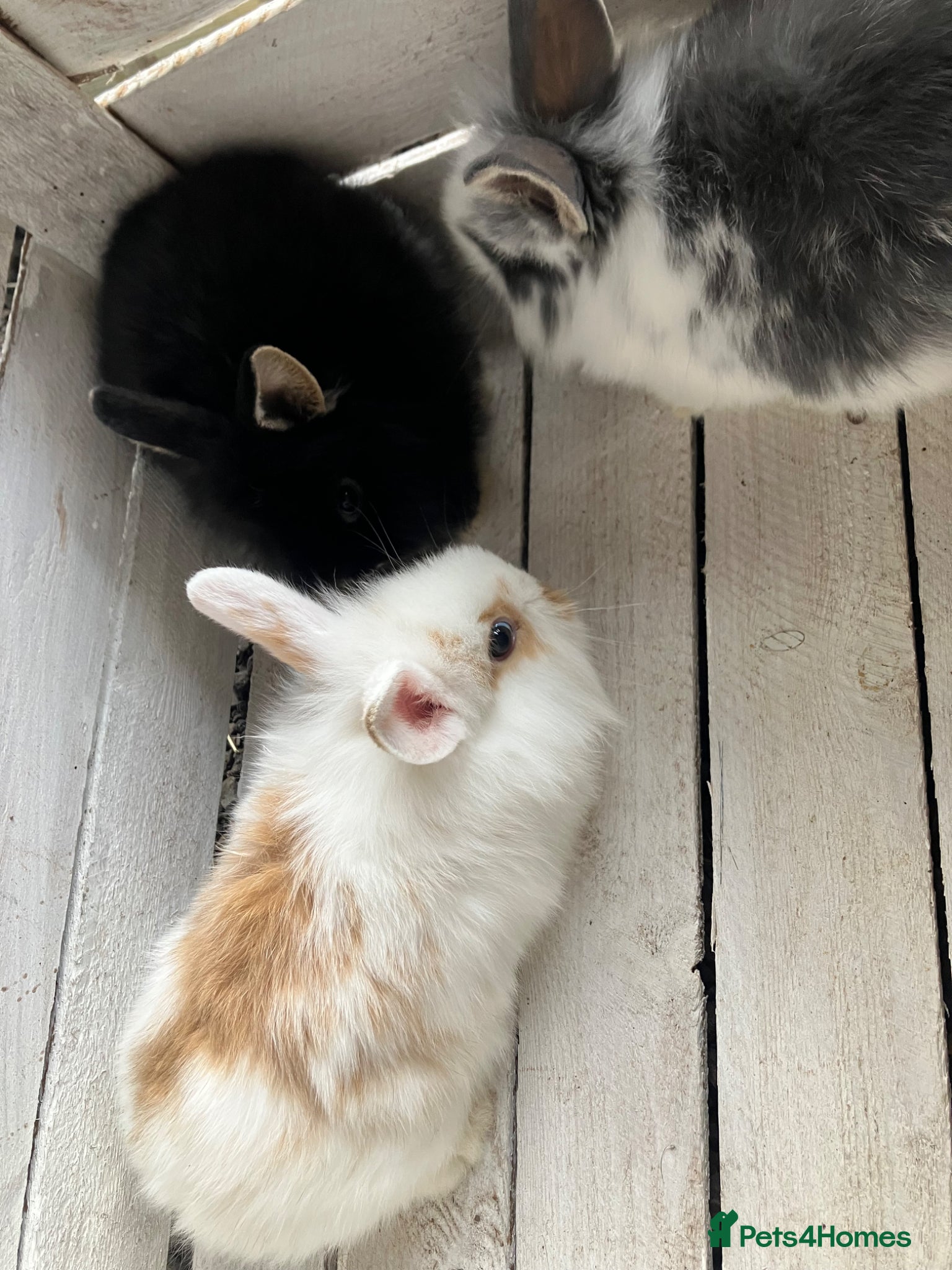 Mini Lion Lop rabbits Lovely litter of mini lion lops available soon - Advert 5