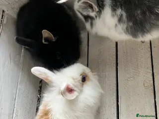 Mini Lion Lop rabbits Lovely litter of mini lion lops available soon - Advert 5