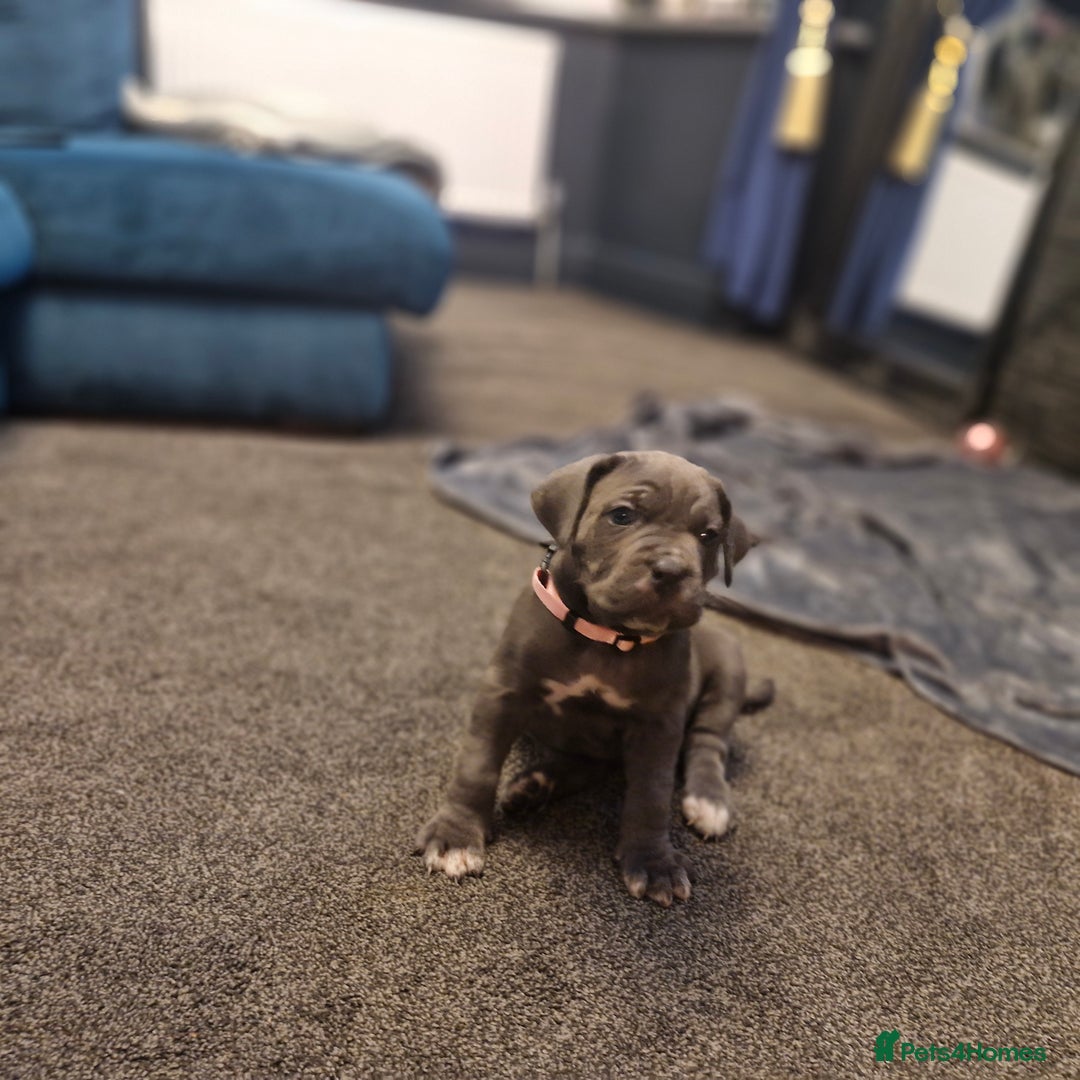 Cane Corso dogs for sale: Exceptional Quality Full Pedigree  - Advert 27