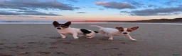 Jack Russell dogs for sale: Jack Russell Puppies in York - Advert 18
