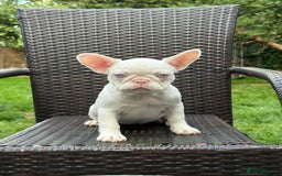 French Bulldog dogs for sale: 🐾 Adorable French Bulldog. Girls, Pet Homes Only  - Image 3
