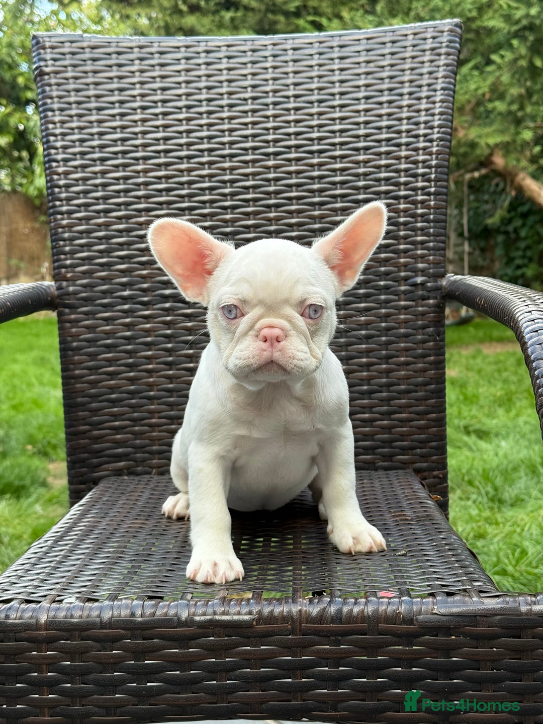 French Bulldog dogs for sale: 🐾 Adorable French Bulldog. Girls, Pet Homes Only  - Image 3