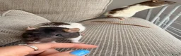 Rat rodents for sale: 3 gorgeous girls looking for a loving new home  - Advert 4