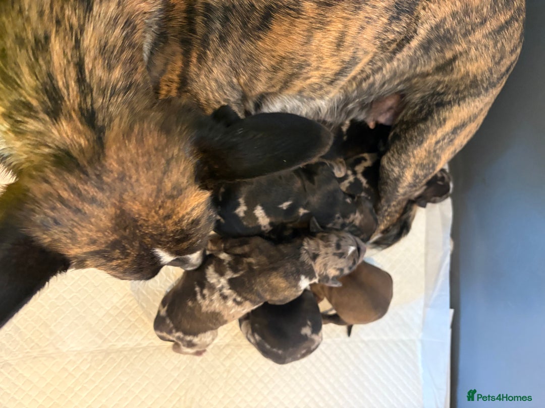 Mixed Breed dogs for sale: Mixed Poodle puppies for sale! - Advert 9