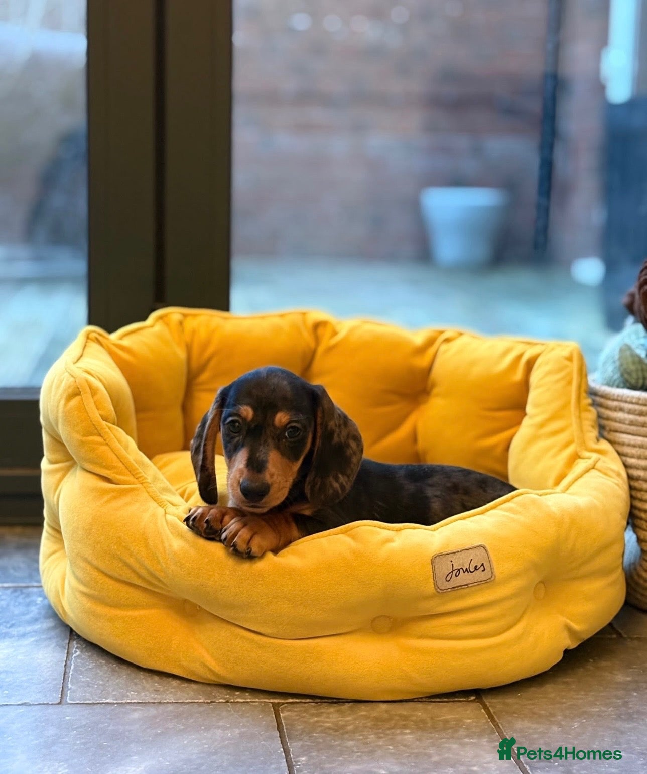 Miniature Dachshund dogs Only 1 boy available  - Advert 3