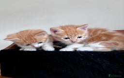 Mixed Breed cats for sale: 3 Long Furred Kittens Fluffy Ginger White Mix - Advert 3