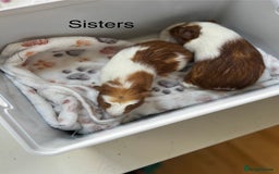 Guinea Pig rodents for sale: 3 x girl Guinea Pigs - Image 4