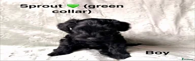 Sprout (green collar) - RESERVED 