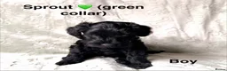 Schnoodle dogs for sale: Beautiful F1 Schnoodle Puppies - Advert 5