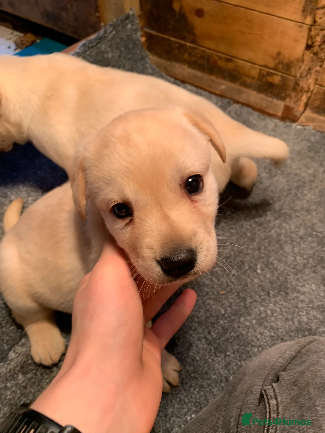 Labrador Retriever dogs for sale: Gorgeous Chunky LABRADOR Puppies in Fleetwood - Advert 2