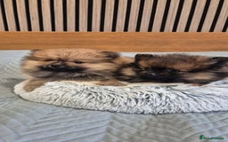 Pomeranian dogs for sale: Beautiful Pomeranian Puppies - Advert 8