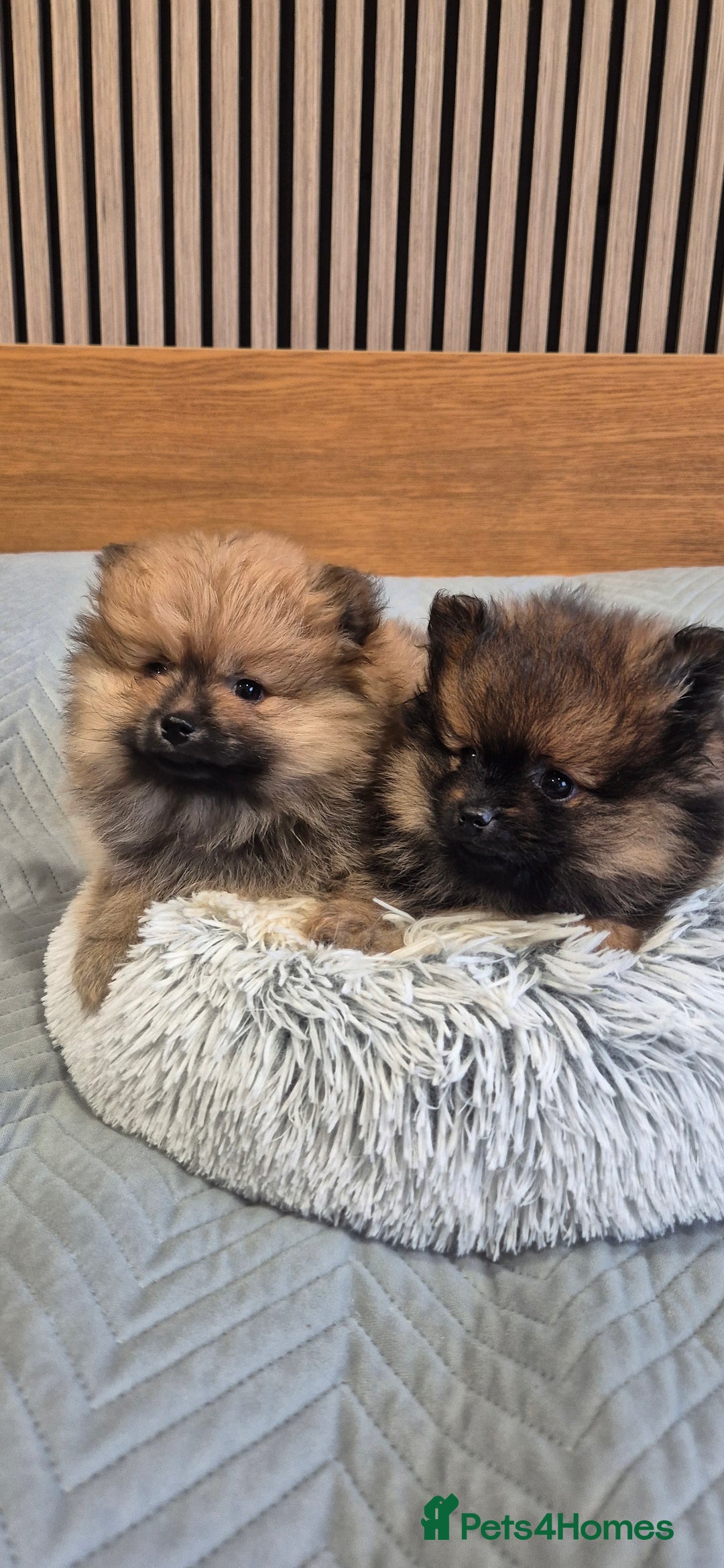 Pomeranian dogs for sale: Beautiful Pomeranian Puppies - Advert 8