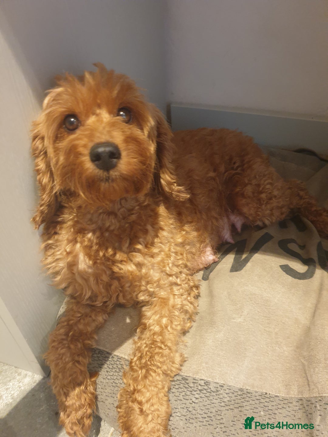 Cockapoo dogs for sale: Amazing miniature F1b cockapoo  - Advert 9