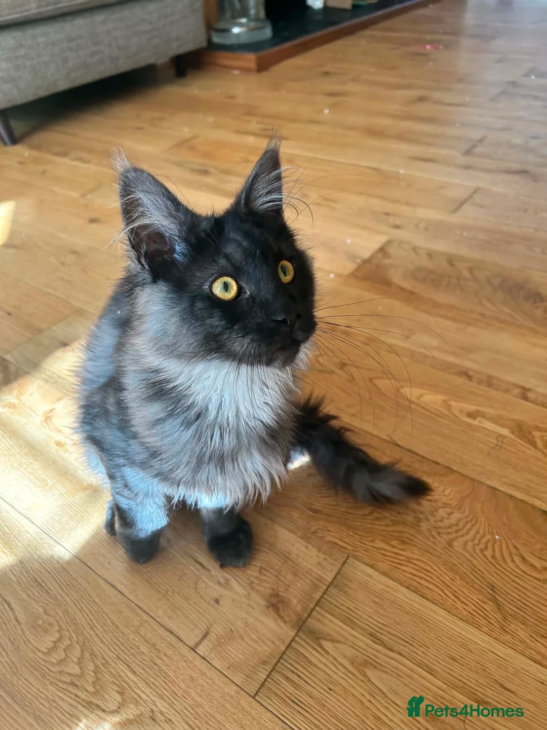 Maine Coon cats for sale: TICA REGISTERED Maine Coon boys! £1250 - Advert 2