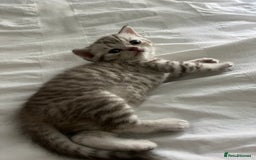 British Shorthair cats for sale:  Beautiful and gentle British shorthair kittens - Image 4