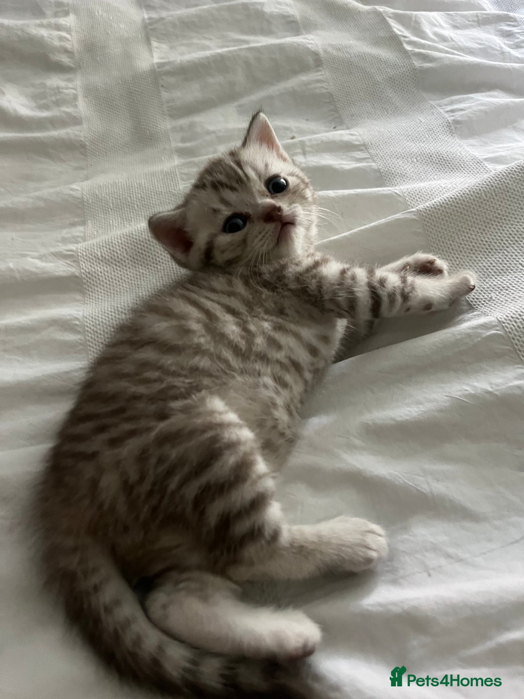 British Shorthair cats for sale:  Beautiful and gentle British shorthair kittens - Image 4