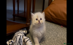 Siberian cats for sale: Gorgeous Siberian Kittens  - Image 9