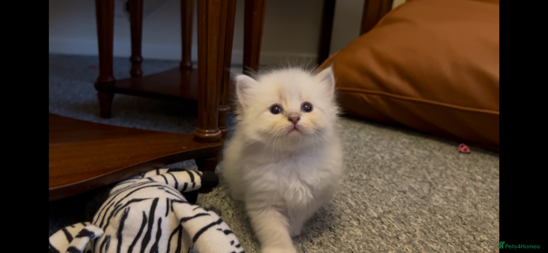 Siberian cats for sale: Gorgeous Siberian Kittens  - Image 9
